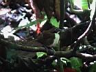 2001 08-04 - Sirena - Bi-colored ant-bird [002].jpg